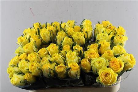 Rosa grootbloemig Golden Smile
