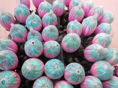 Chrysanthemum (Indicum Grp) geplozen Antonov kleurbehandeld H%