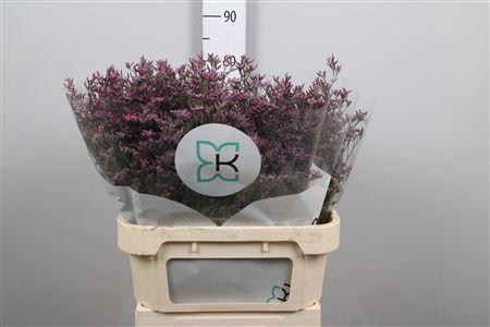 Limonium Safora Pink Sky