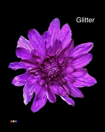 Chrysanthemum Indicum Grp tros kas kleurbehandeld H%