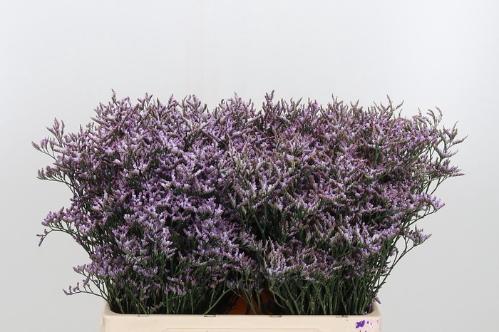 Limonium Safora Lilac