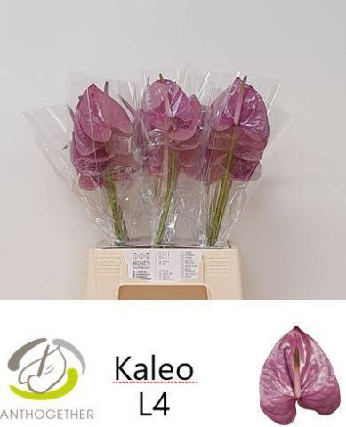 Anthurium Andreanum Grp Kaleo