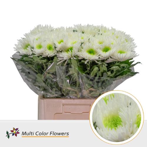 Chrysanthemum geplozen kas kleurbehandeld H%