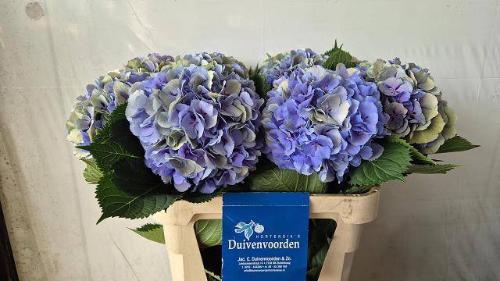 Hydrangea macrophylla 'Elbtal' (classic)