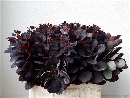Cotinus coggygria 'Royal Purple'