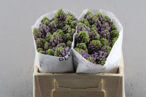 Hyacinthus orientalis 'Purple Star'