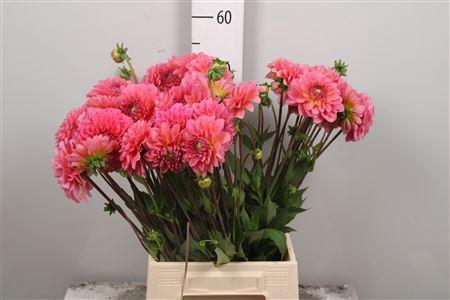 Dahlia Decor Grp 'Pink Runner'