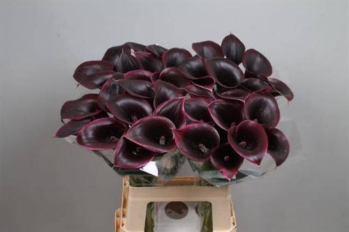 Zantedeschia 'Cantor'
