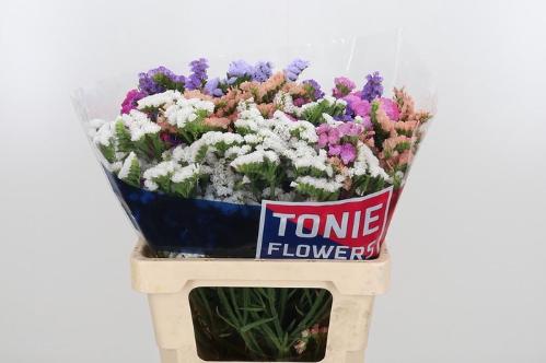 Limonium sinuatum gemengd