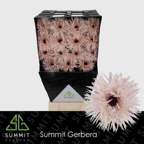 Gerbera grootbloemig Cream Springs
