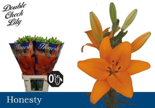 Lilium Longiflorum x Aziatische Grp 'Honesty'