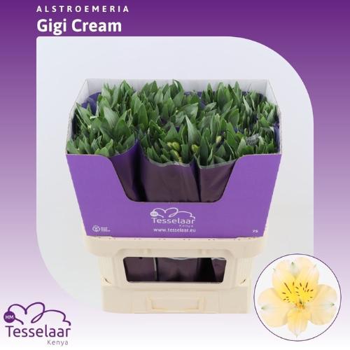 Alstroemeria Gigi Cream