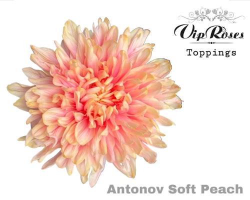 Chrysanthemum (Indicum Grp) geplozen Antonov kleurbehandeld H%