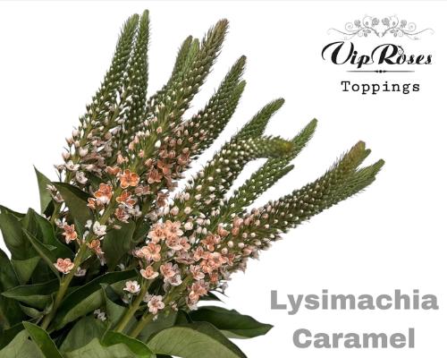 Lysimachia 'Elisabeth'