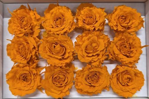 Rosa grootbloemig kleurbehandeld H%