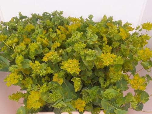 Bupleurum griffithii