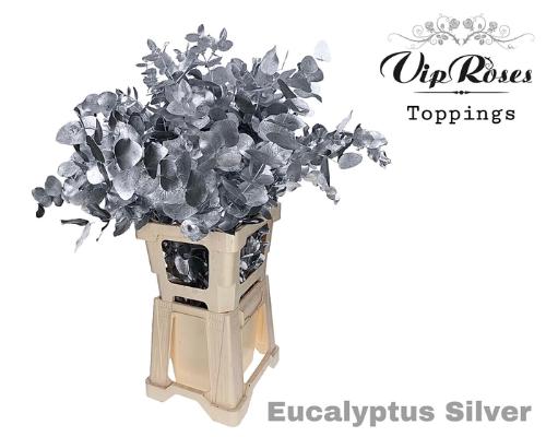 Eucalyptus cinerea kleurbehandeld per bos H%