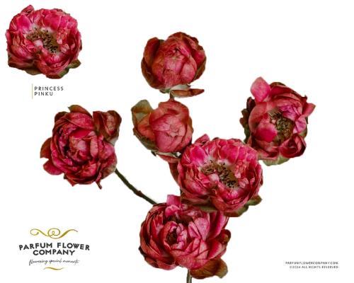 Rosa tros overig