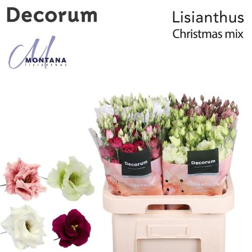 Eustoma russellianum gevuldbloemig gemengd in fust