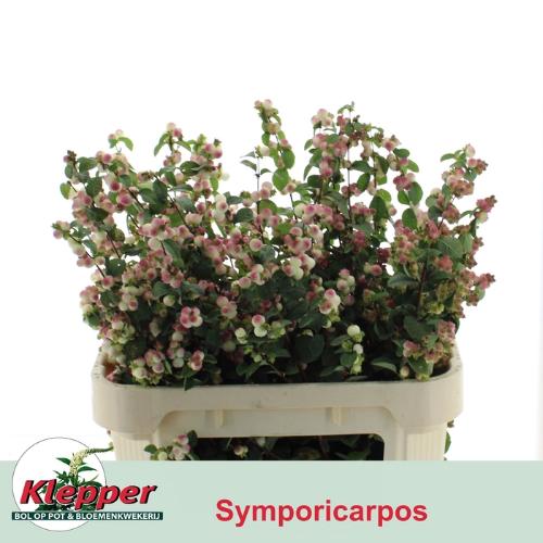 Symphoricarpos (Pink Berry Grp) Magical Red Riding Hood