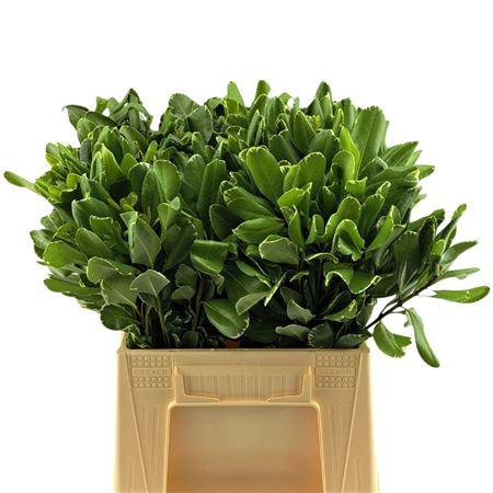 Pittosporum 'Ilan'