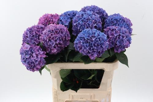 Hydrangea macrophylla 'Rodeo' (paars)