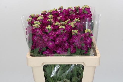 Matthiola incana 'Iron Rose'