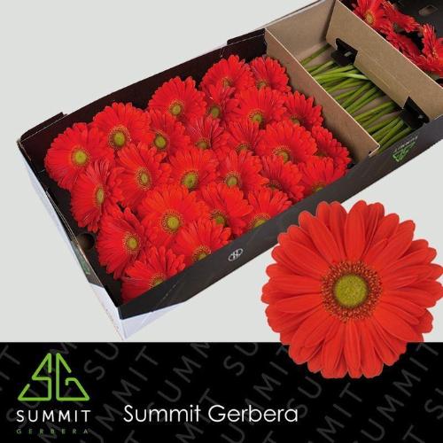 Gerbera grootbloemig 'Tangerine'