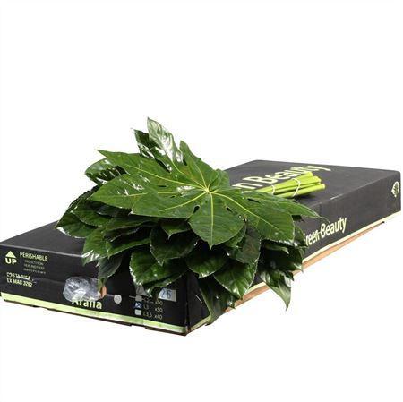 Fatsia japonica per bos