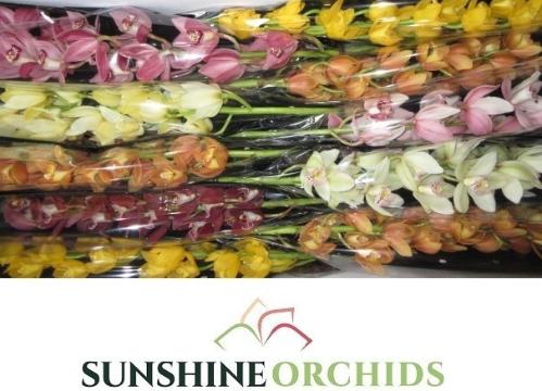 Cymbidium mini per tak gemengd
