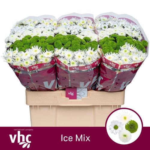 Chrysanthemum Indicum Grp tros santini gemengd