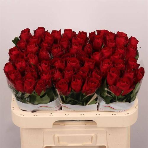 Rosa grootbloemig Madam Red