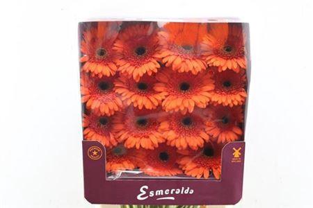 Gerbera grootbloemig 'Candela'