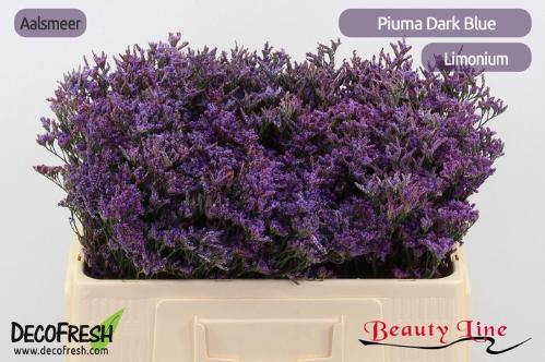 Limonium Piuma Dark Blue