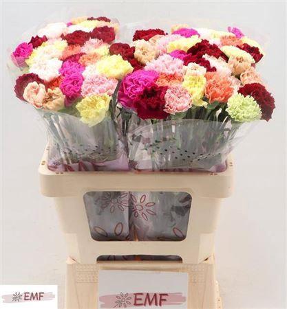 Dianthus standaard gemengd in bos
