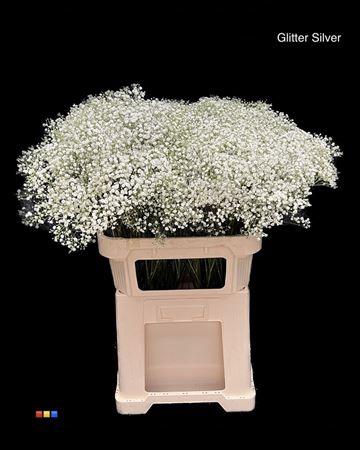 Gypsophila overig kleurbehandeld H%