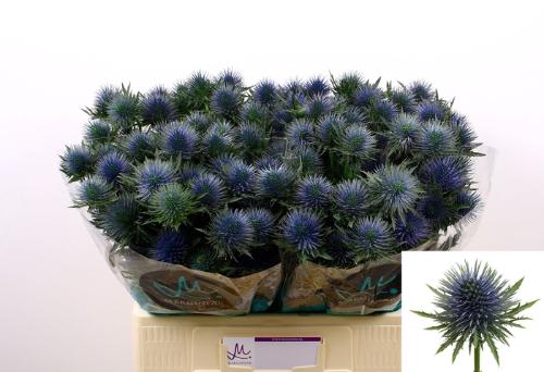 Eryngium planum Magnetar Questar