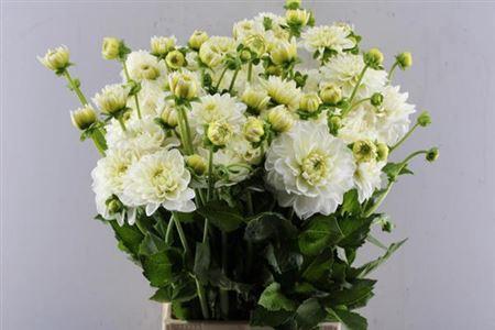 Dahlia Decor Grp 'Polar Ice'