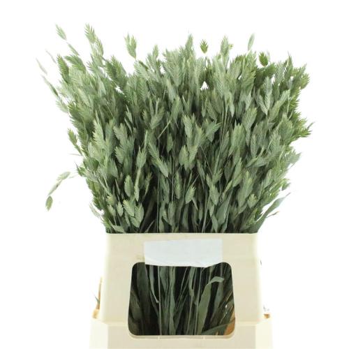 Chasmanthium latifolium