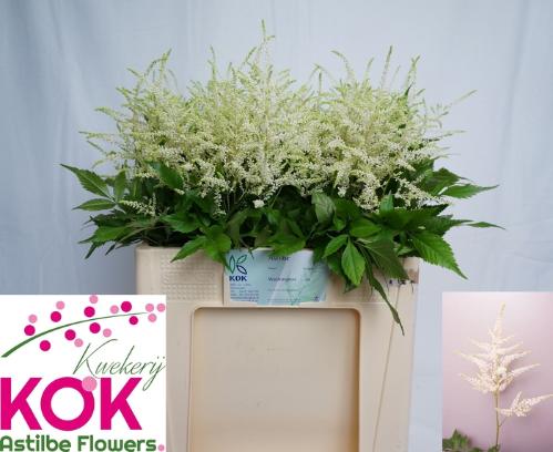 Astilbe Japonica Grp 'Whasingthon'