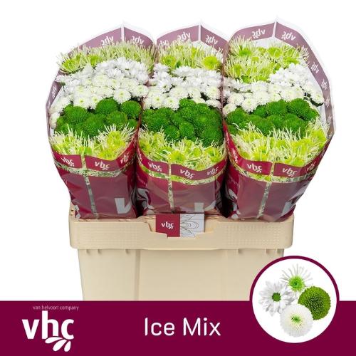 Chrysanthemum Indicum Grp tros santini gemengd