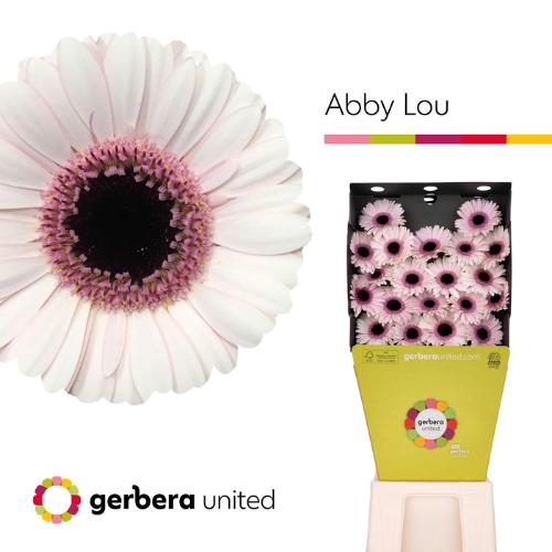 Gerbera mini Abby Lou