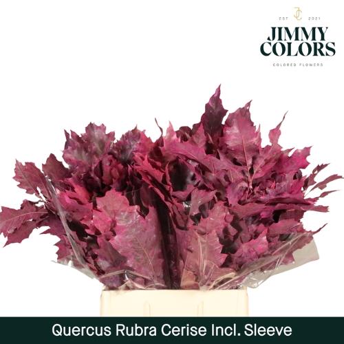 Quercus rubra kleurbehandeld H%