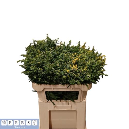 Solidago Carzan Glory