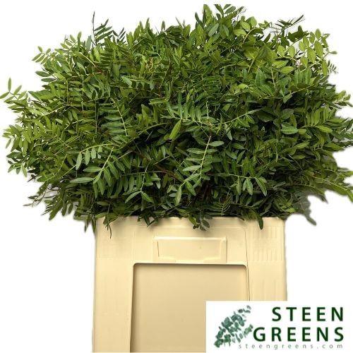 Pistacia sp. (blad)