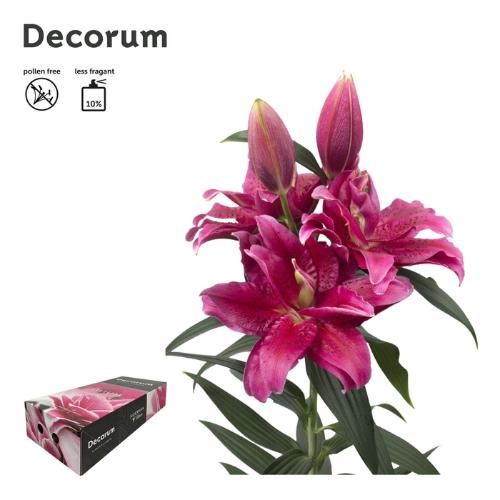 Lilium (Oriental Grp) dubbel Roselily Dalinda
