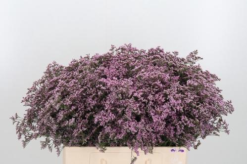 Limonium Safora Oshi Pink