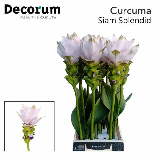 Curcuma alismatifolia Siam Splendid