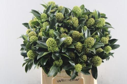 Skimmia japonica White Globe per bos