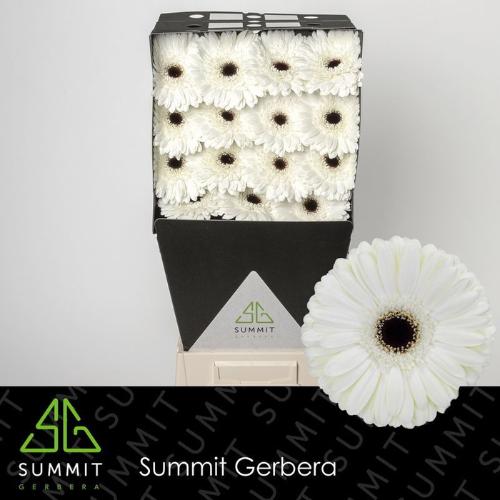 Gerbera grootbloemig Owen+